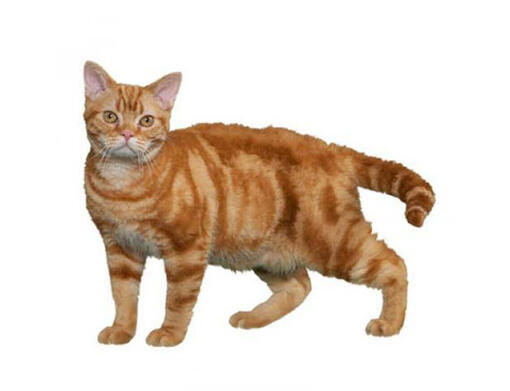 American Wirehair Cat Breed Information | Purina